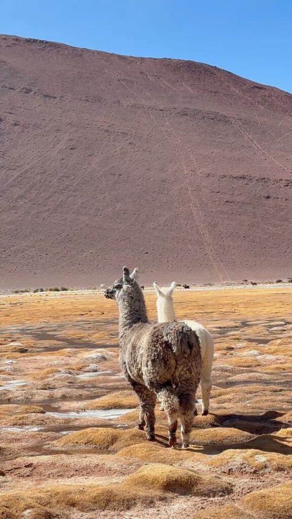 17371f2c717fa8d83f199a896d24fcbb