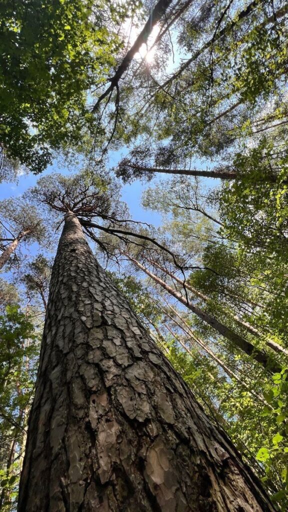 2de6ddec3cde10c69a4d5af933d5a933